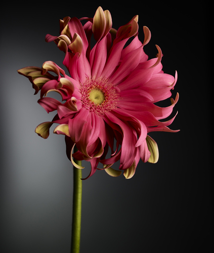 Flower 2