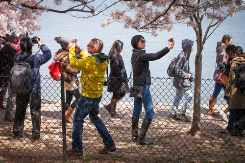 Photographers at the Cherry Blossom Festival