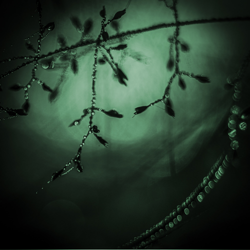 Flora abstrakt