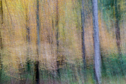 Impressions of a Forest
