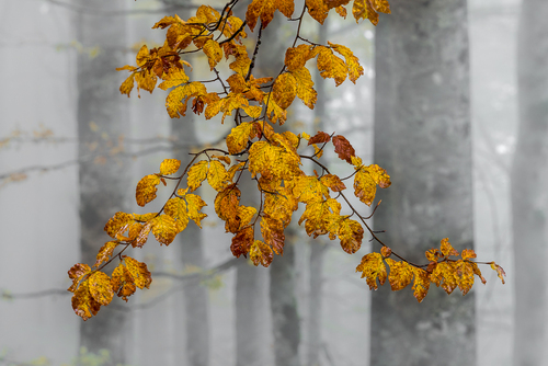 Ode to Autumn