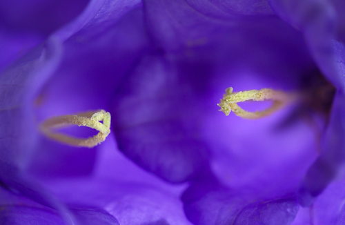 Harmony