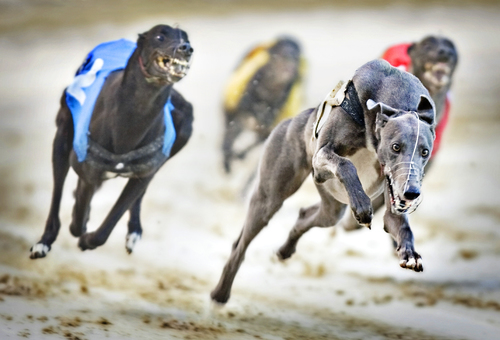 Shawfield