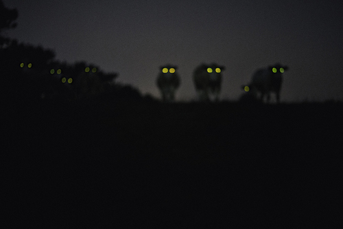 Creatures