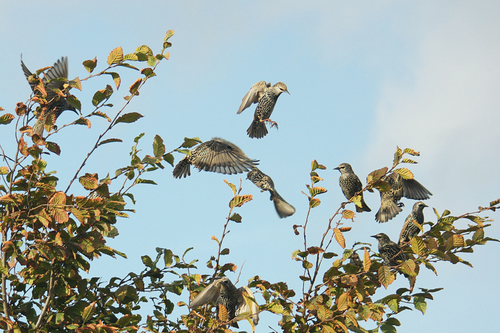 Starlings in Tree