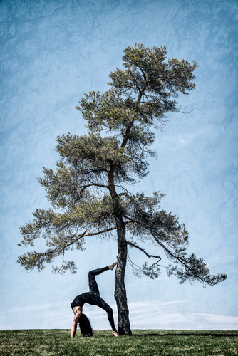 The Bonsai