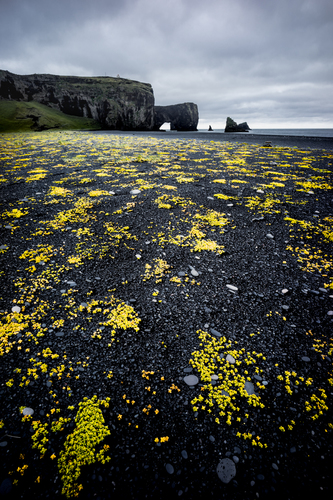 Black and Yellow