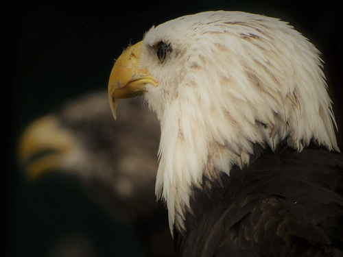 Eagles portrait