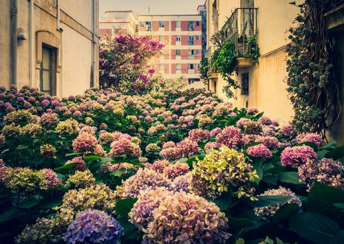 Hydrangea Fall