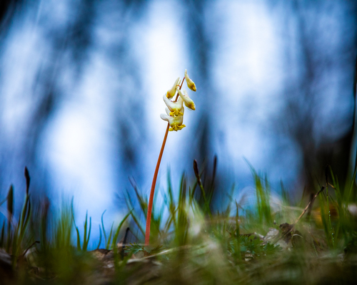 Dutchmans Breeches