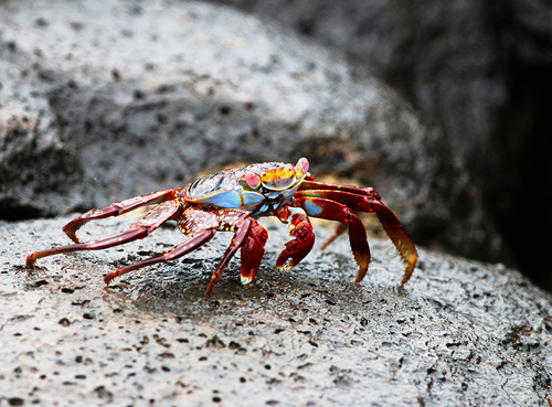 Galapagos Crab