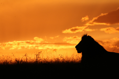 Lion at Sunset