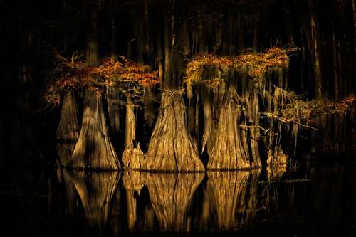 Caddo Lake Cypress