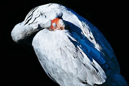 The Waking Brolga