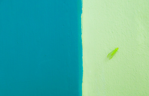 Green Lacewing