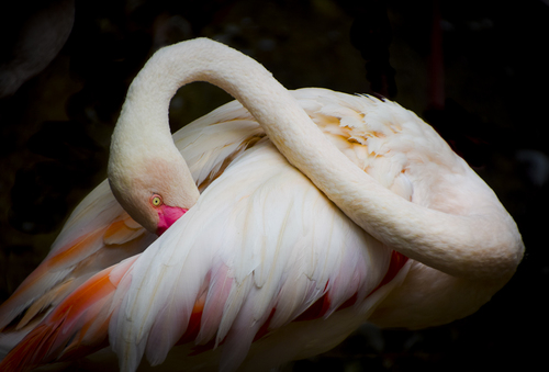 Flamingo Portrait