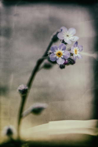 Forget me not