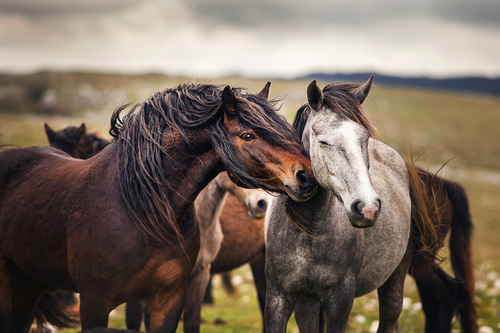 Tenderness in Wilderness