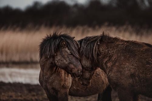 Seeking comfort