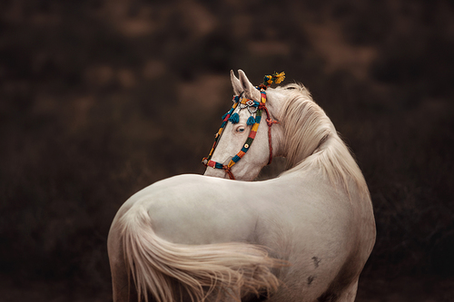 Colorful Elegance