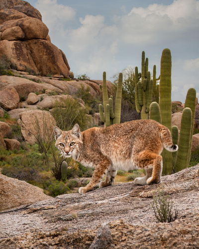 Arizona Bobcat