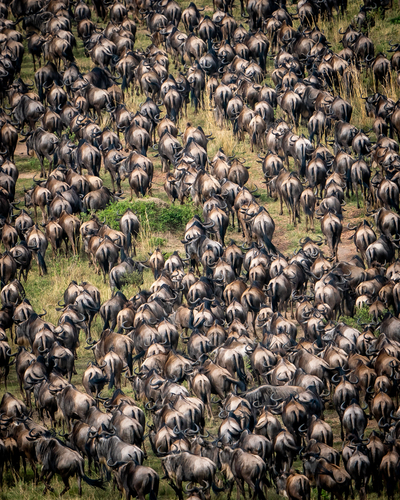 Where's Waldo Wildebeest?