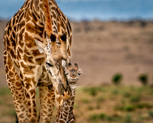 A Mother's Hug