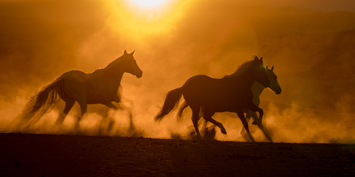 Shadows in the Dust