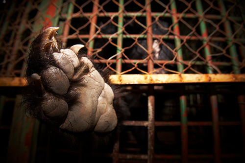 Illegally Kept Moon Bear for Bile Milking