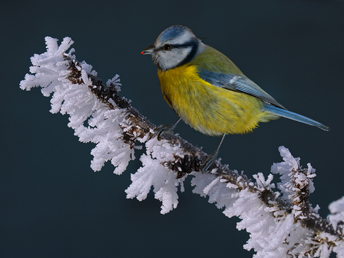 BLUE TIT IN WINTER