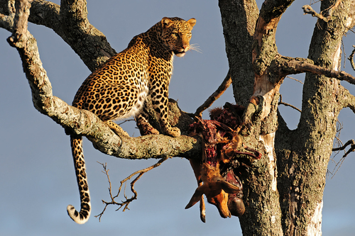 LEOPARD AND KILL MASAI MARA01