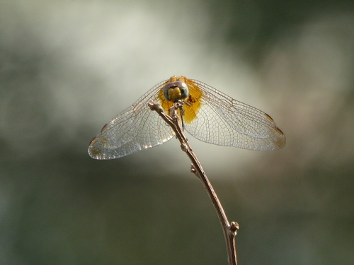 Dragonfly 1