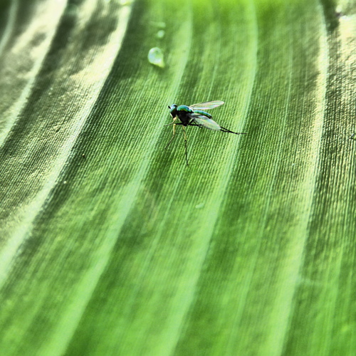 Green Fly