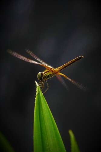 _All A-Flutter