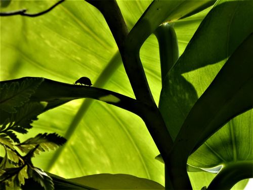 Secret Pathways