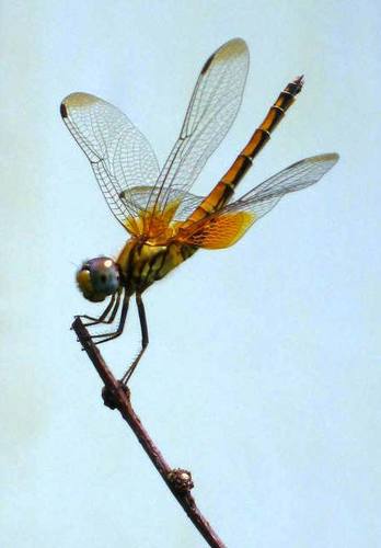 DragonflyII