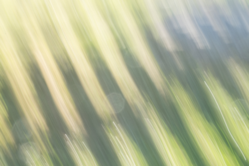 Study in Greens