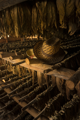 Tobacco Shed