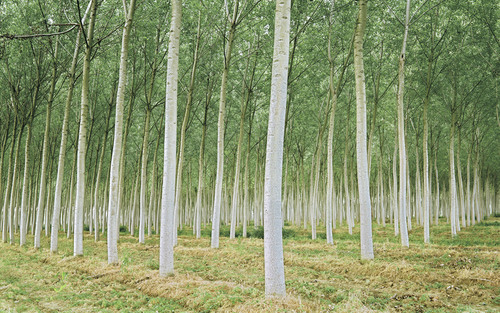 italian forest