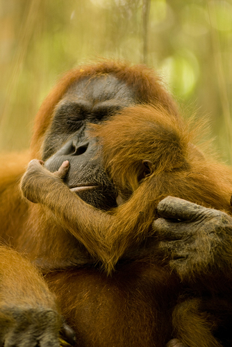 MOTHERHOOD