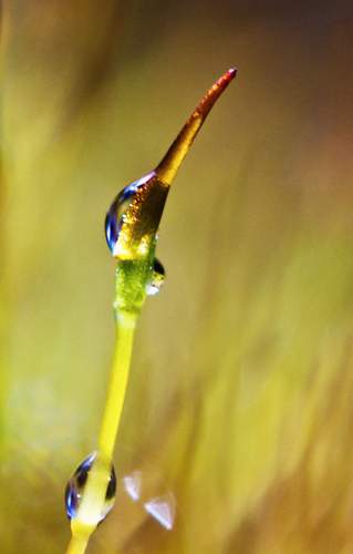 Moss