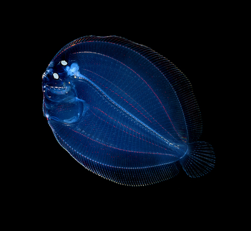 Juvenile Flounder