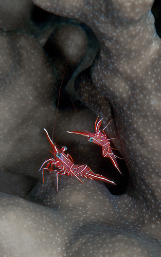 Striped Coral Shrimp