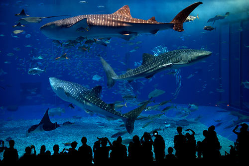 Big Fishes