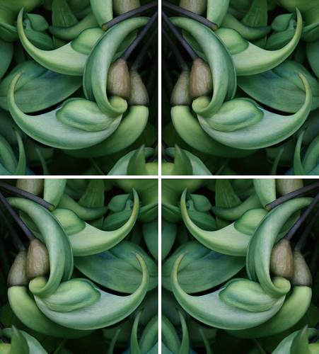 Jade Vine Quad