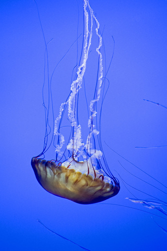 Jelly 09