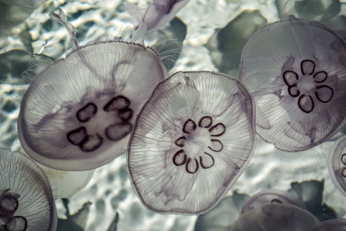Jelly 32