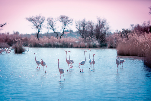 Flamingos (1)