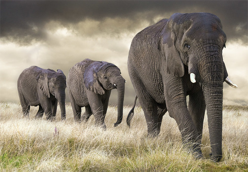 Elephant parade