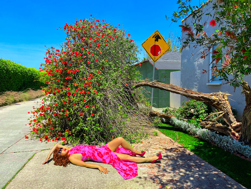 Fallen Tree